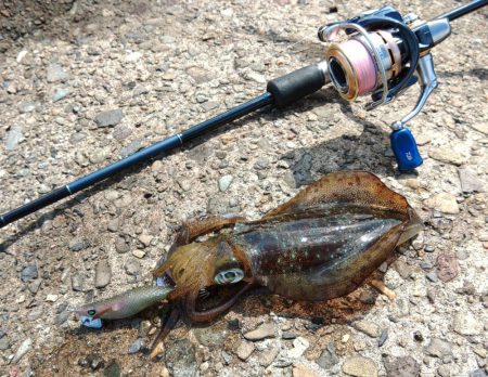 エギング絶好調！